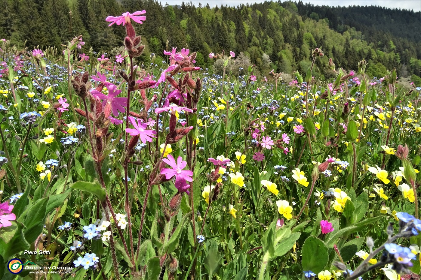 63 Il rosa della silene dioica, il giallo della viola biflora, l'azzurro dei nontiscordar.JPG